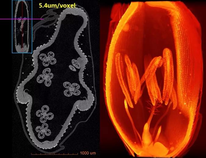 蔡司X射线显微镜3D无损方式观察水稻